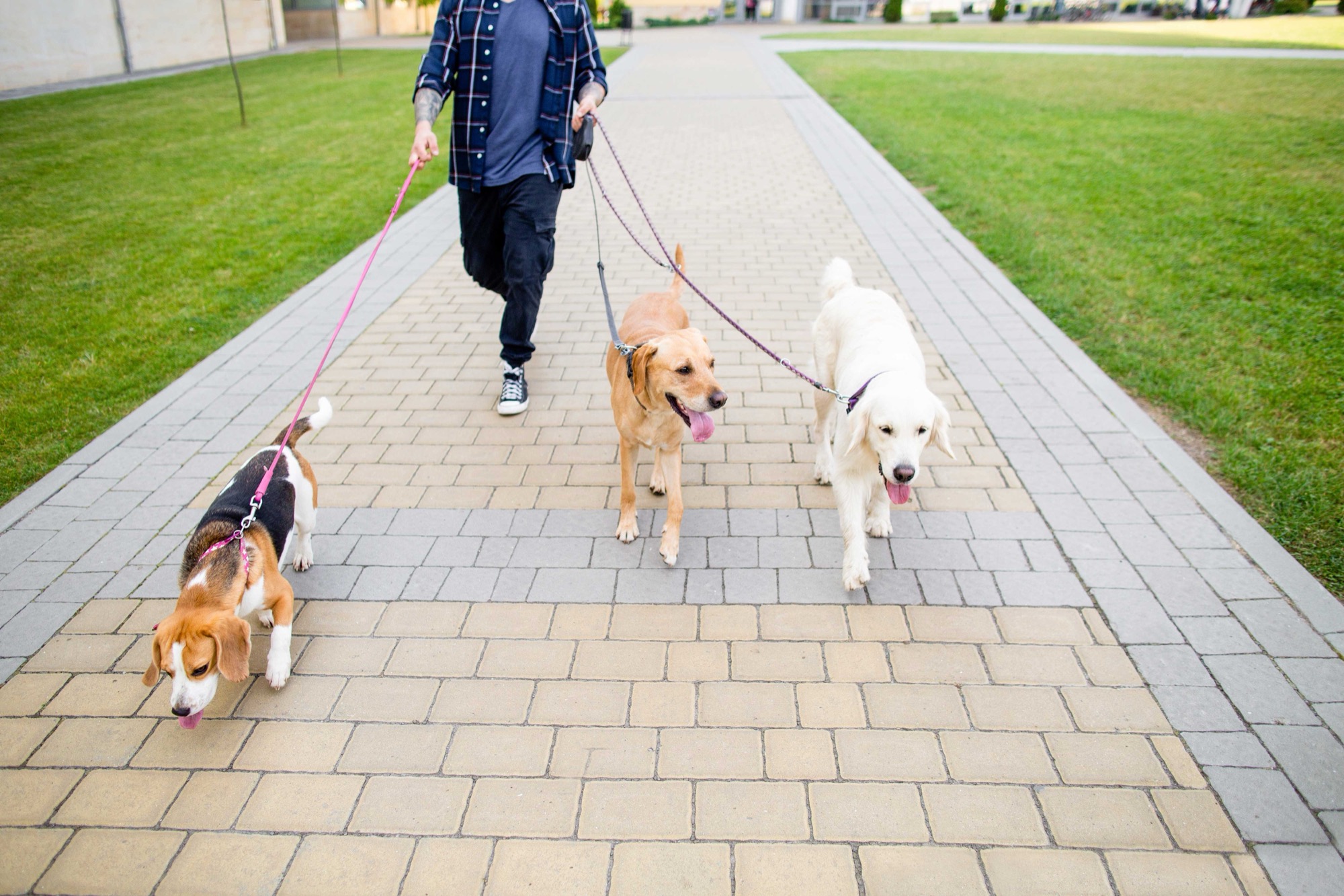 Mini pet-friendly area